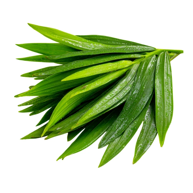 Fresh green lily leaves with water droplets isolated on white