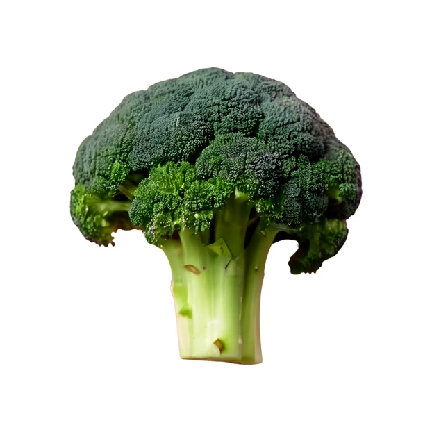 Fresh raw broccoli floret isolated on white background
