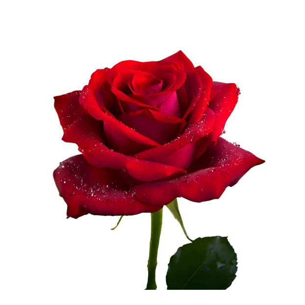 Single red rose with water droplets on white background