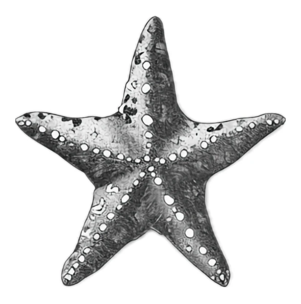 Hand drawn starfish illustration isolated on white background