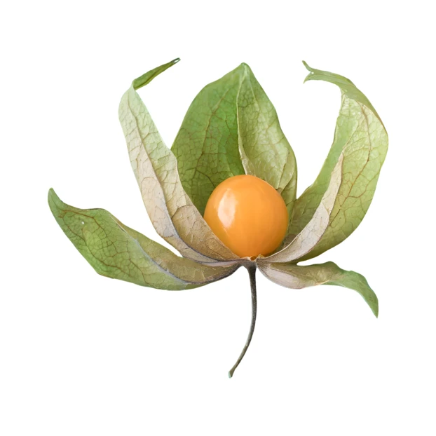 Physalis fruit with open green husk on white background