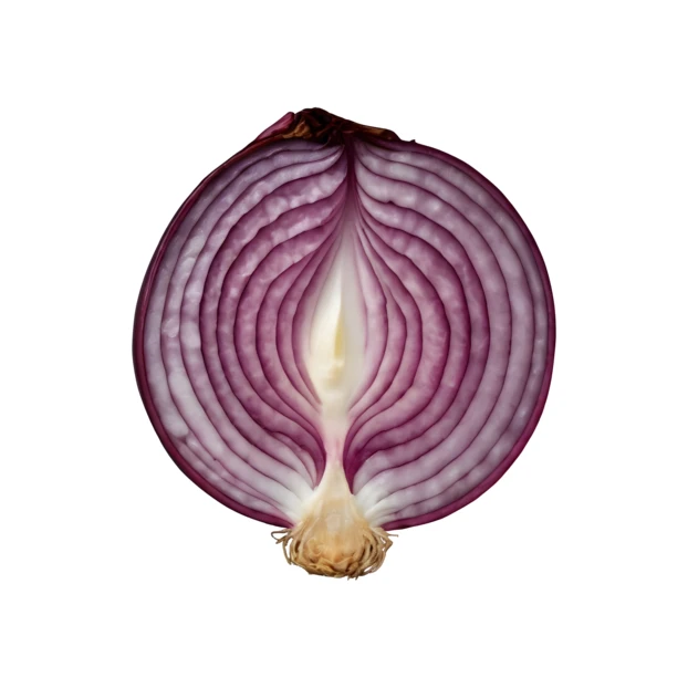 Red onion cross section isolated on white background