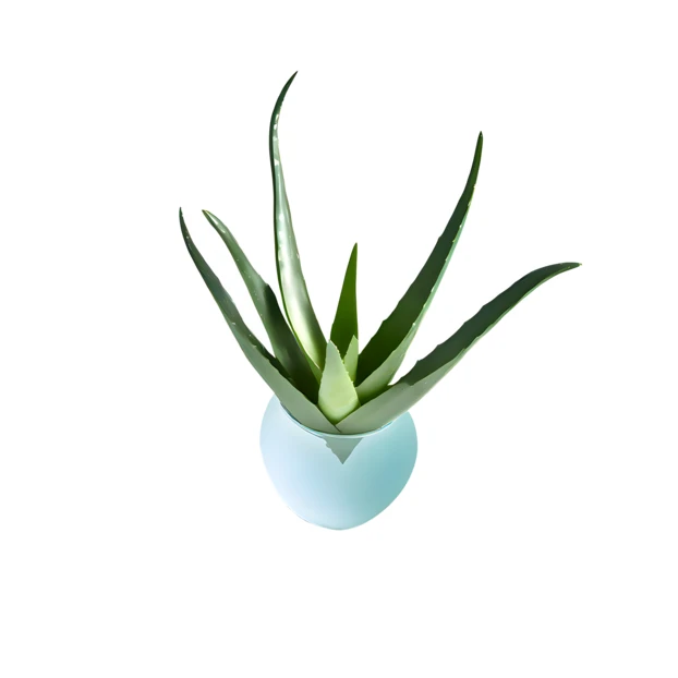 Aloe vera succulent plant in a light blue pot