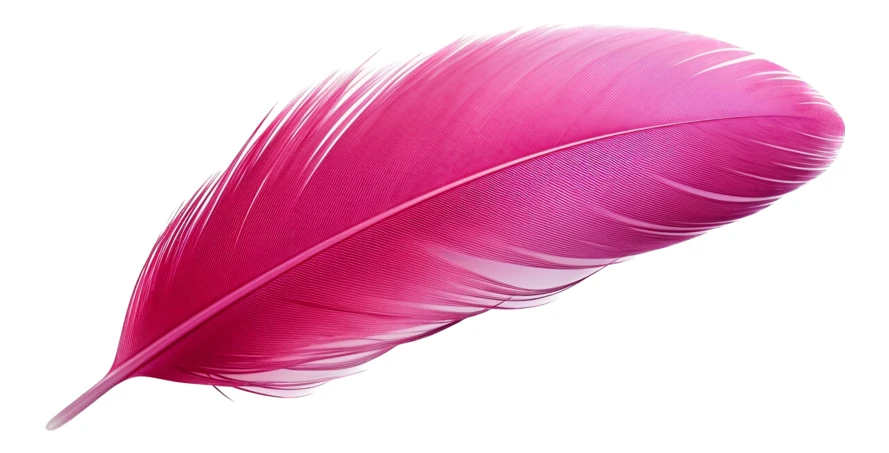 Vibrant pink feather isolated on white background