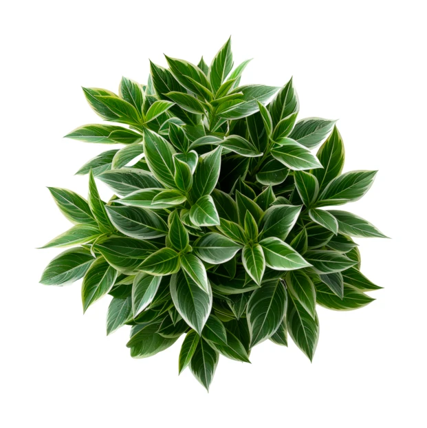 Top view of variegated green plant isolated on white