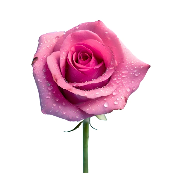 Single pink rose with water droplets isolated on white