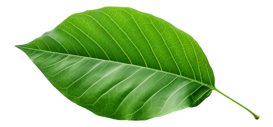 Single vibrant green leaf isolated on white background