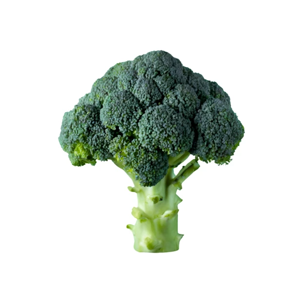 Single fresh green broccoli head isolated on white background