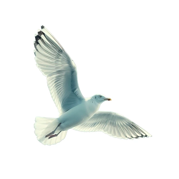 Seagull flying with spread wings isolated on white background