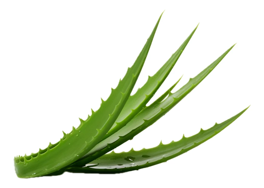 Fresh green aloe vera leaves with water drops