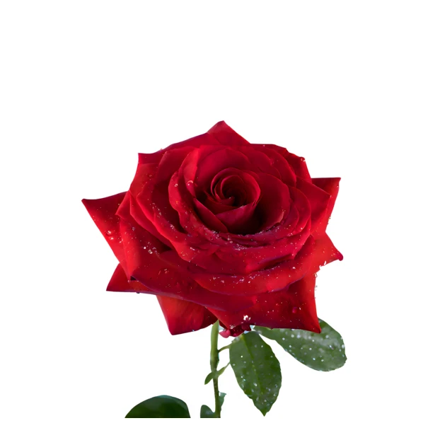 Single red rose with water droplets on white background