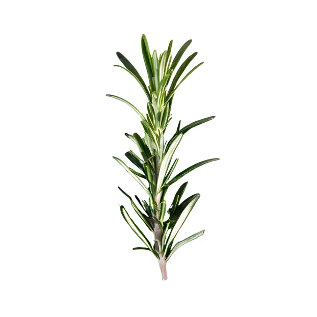 Fresh rosemary sprig isolated on white background