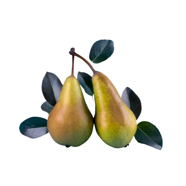 Two fresh pears with leaves isolated on white background