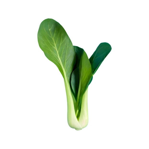 Fresh baby bok choy cabbage isolated on white background