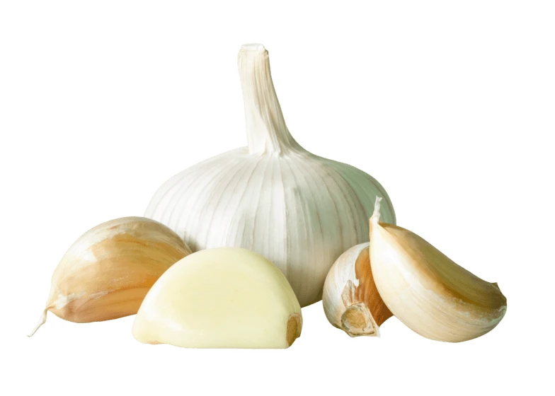 Fresh garlic bulb and individual cloves isolated on white