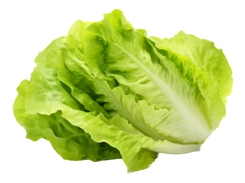 Fresh green romaine lettuce leaves isolated on white background
