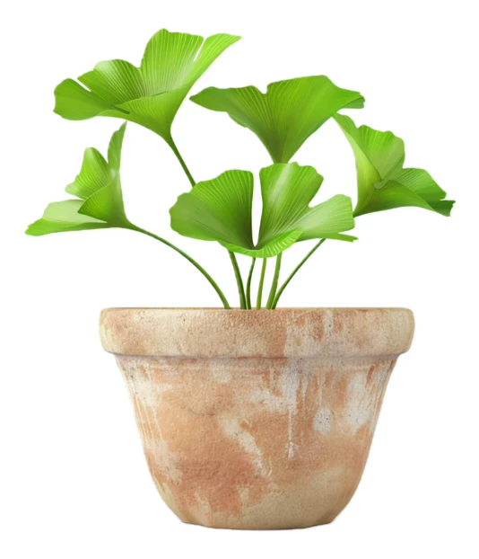 Young ginkgo biloba plant in terracotta pot isolated on white