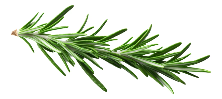 Fresh sprig of green rosemary isolated on white background