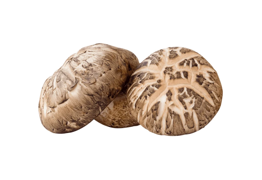 Three fresh raw shiitake mushrooms isolated on white background