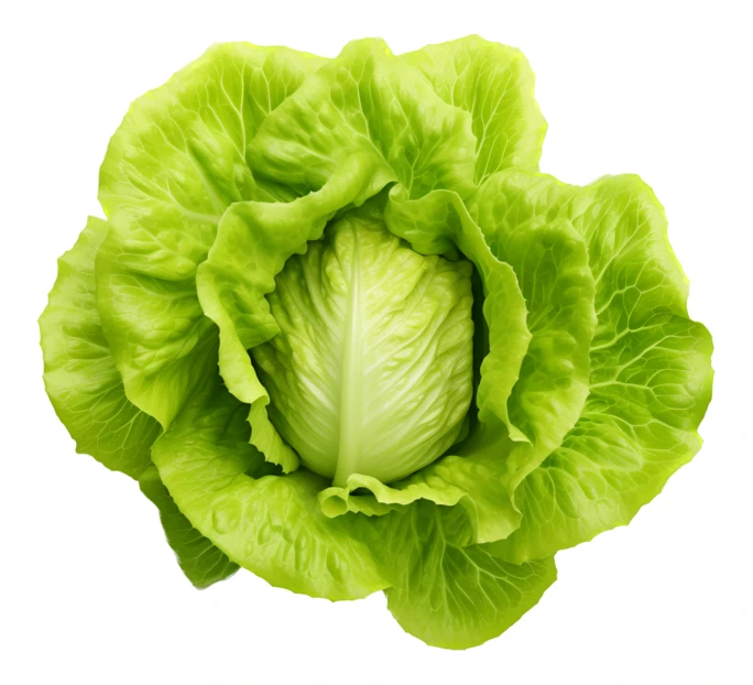 Fresh head of green butterhead lettuce isolated on white
