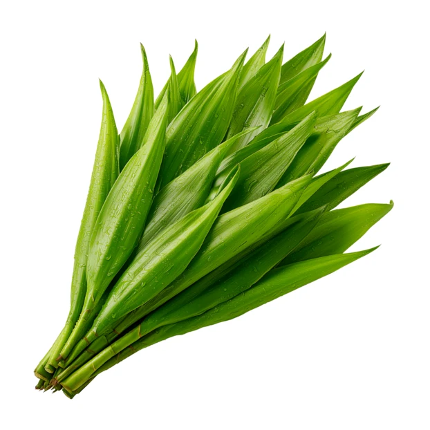 Bunch of fresh green pandan leaves isolated on white