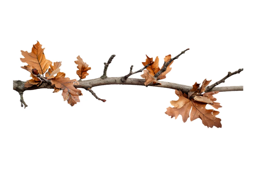 Oak tree branch with dry brown autumn leaves isolated on white
