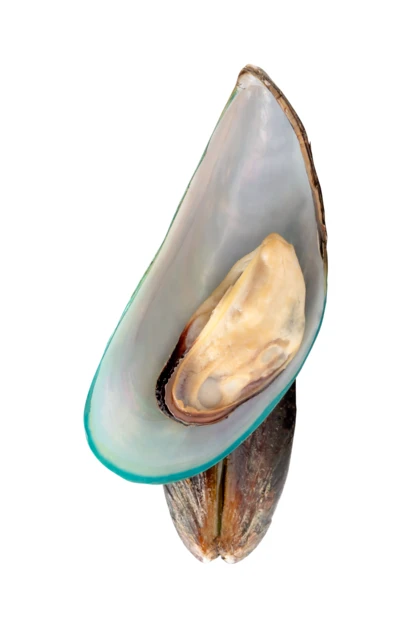 Fresh green-lipped mussel on half shell isolated on white