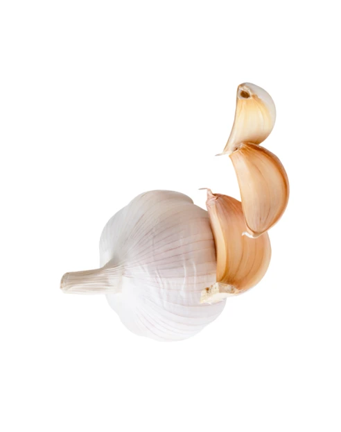 Fresh garlic bulb and cloves isolated on white background
