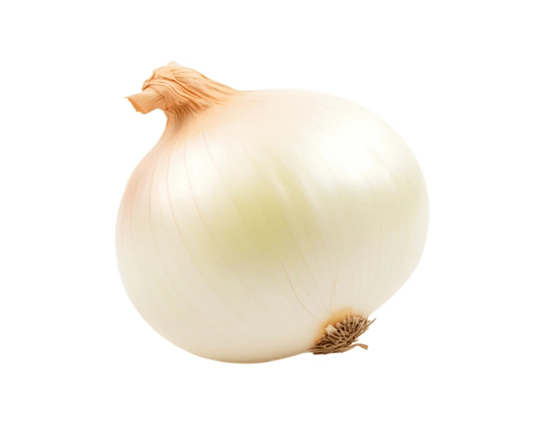 Single whole white onion isolated on white background