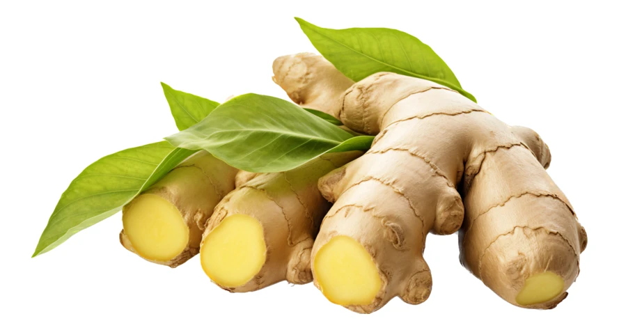 Fresh ginger roots with green leaves on white background