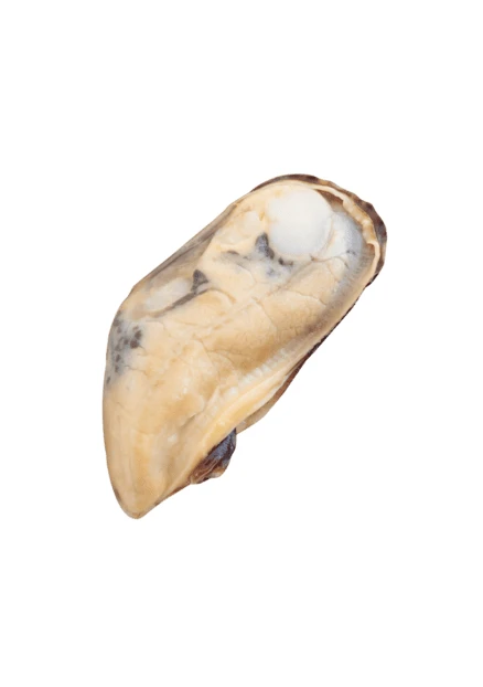 Single cooked mussel meat isolated on white background