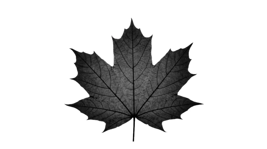 Black maple leaf silhouette with visible veins on white background