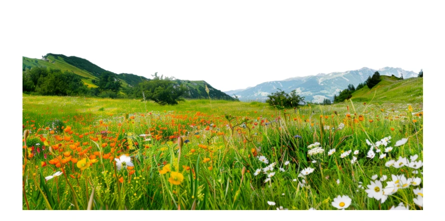 Alpine meadow with blooming wildflowers and distant mountains