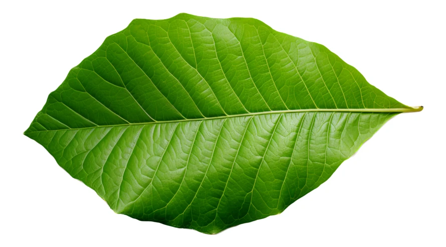 Single green tropical leaf isolated on white background