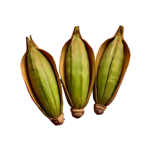 Three green kapok seed pods in husks on white background