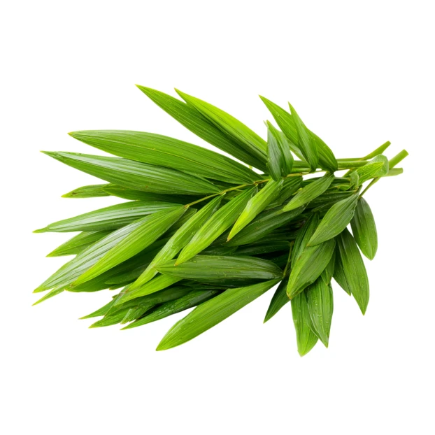 Fresh green bamboo leaves isolated on white background