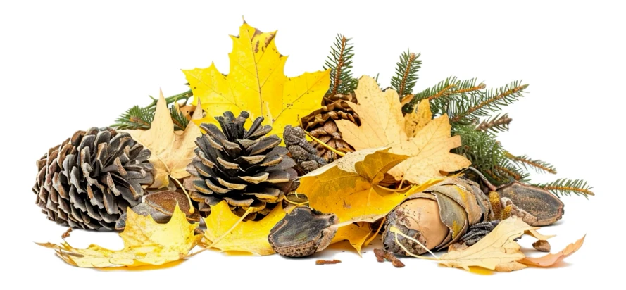 Composition of yellow autumn leaves and pine cones on white