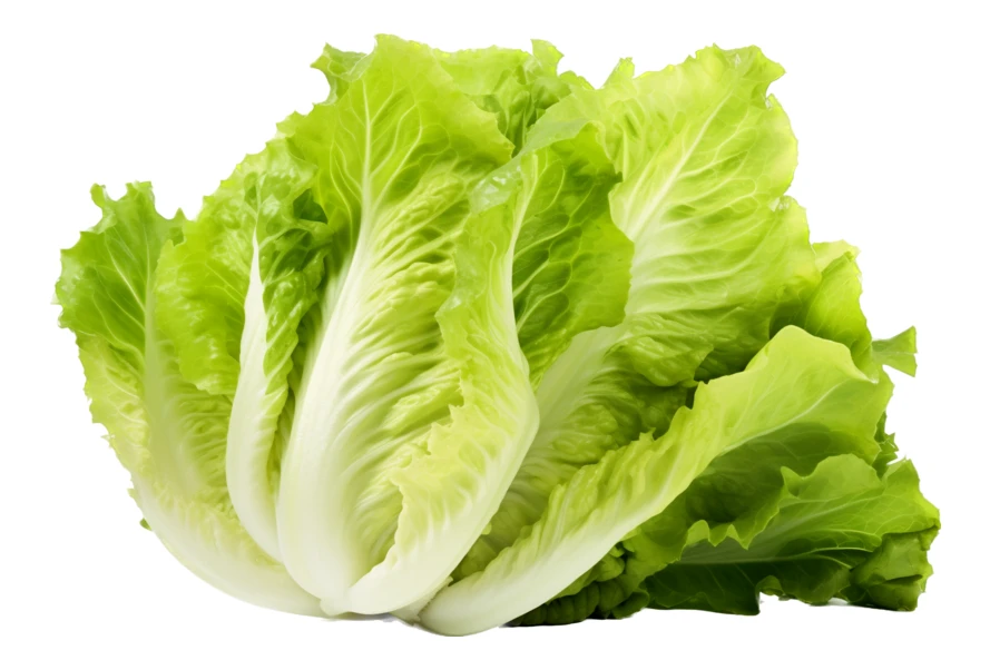 Fresh green romaine lettuce head isolated on white background