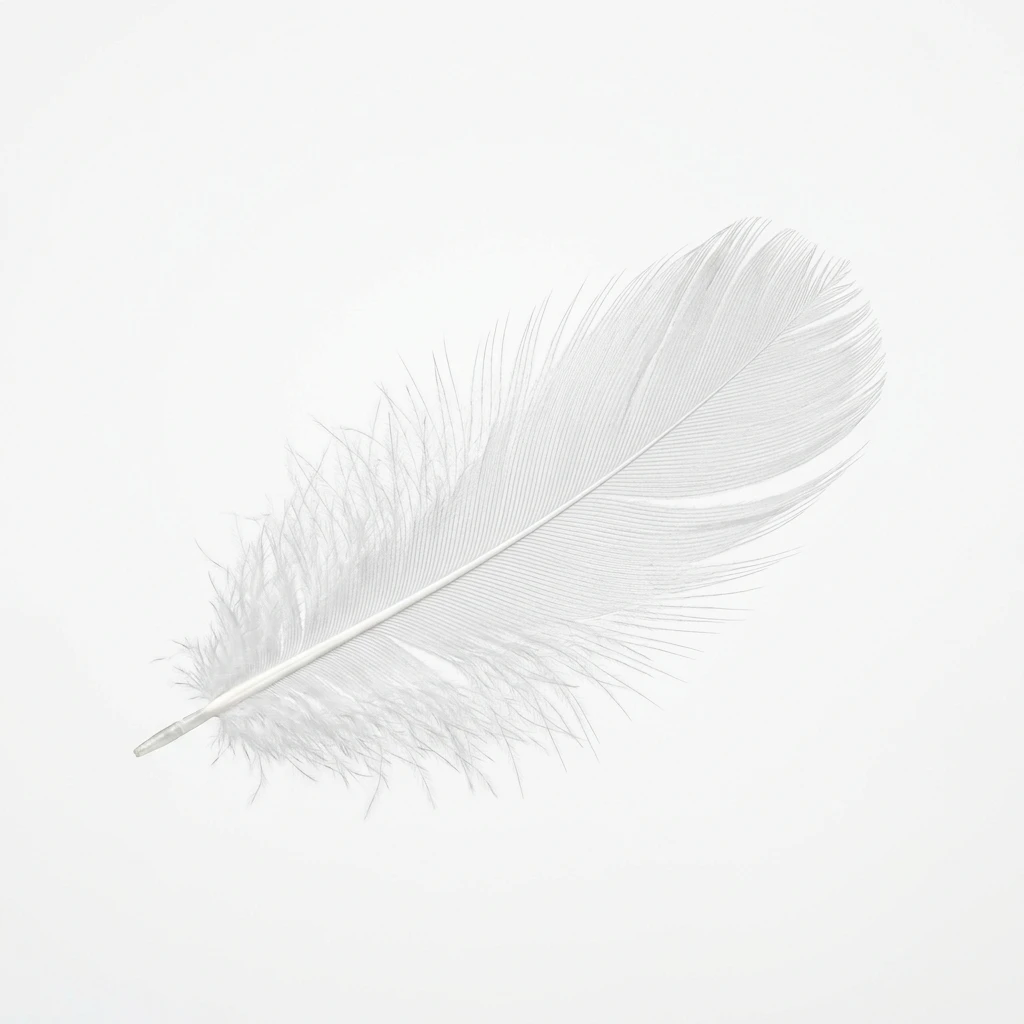 Single white bird feather on a white background
