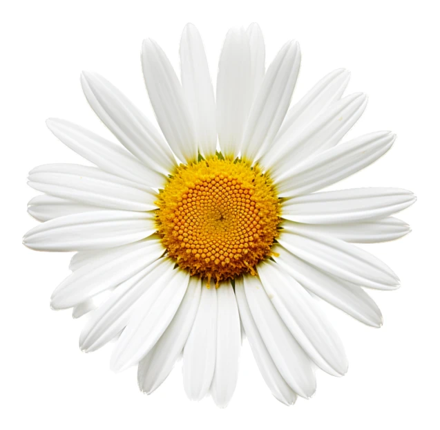 Single white daisy flower isolated on white background