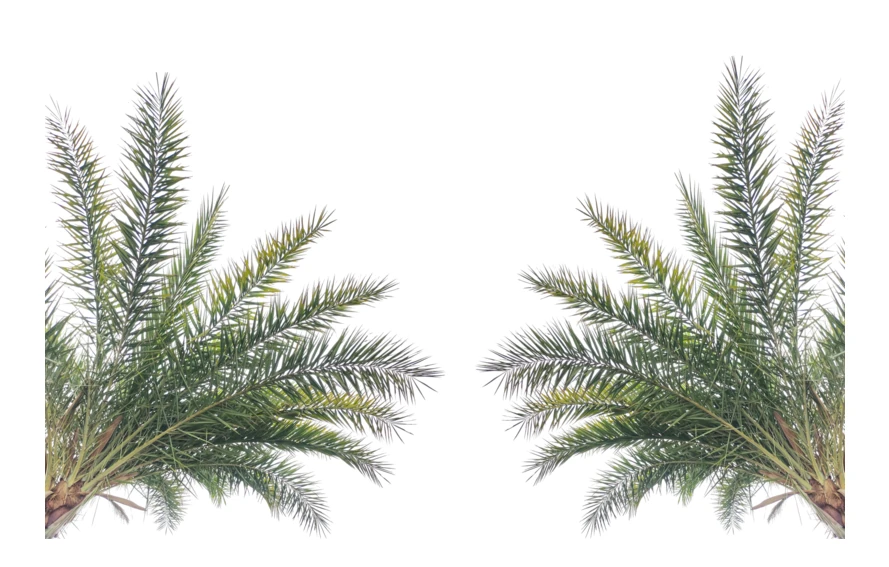Two green palm leaf clusters isolated on white background
