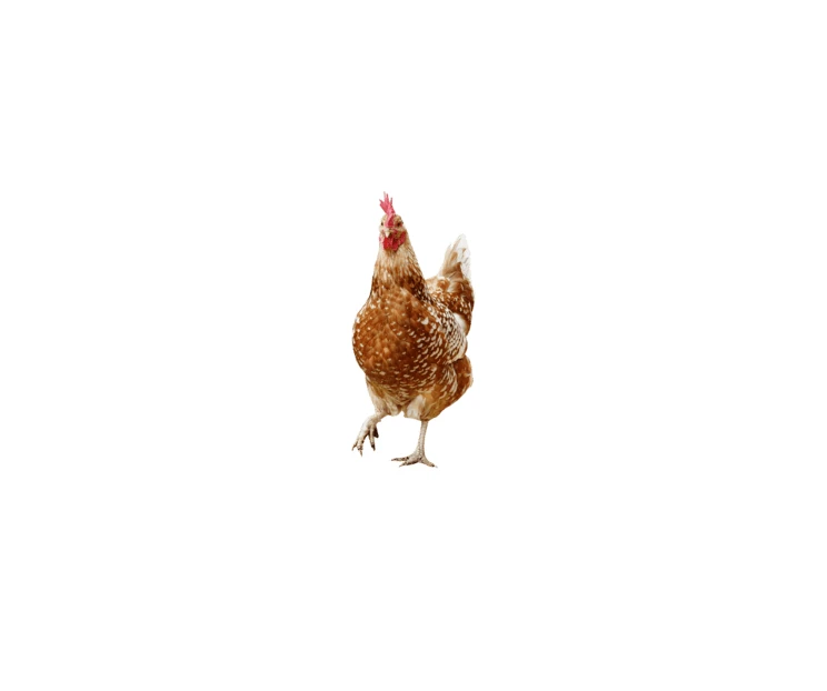 Brown hen standing isolated on white background