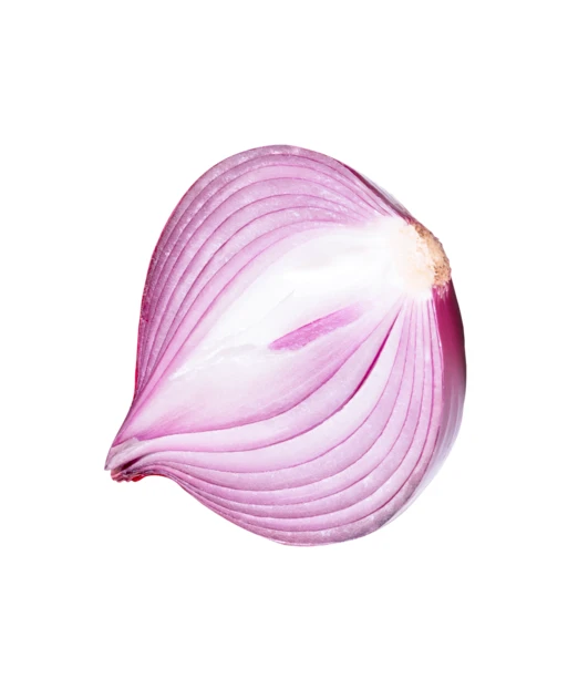 Freshly cut red onion half isolated on white background