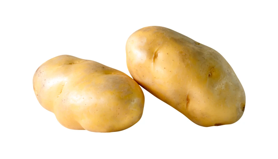 Two raw whole yellow potatoes isolated on white background