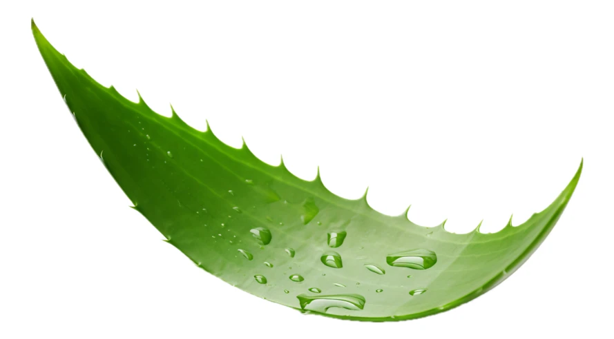 Fresh aloe vera leaf with water drops on white background