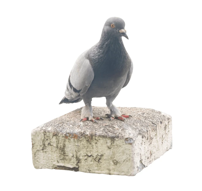 Common pigeon standing on a concrete block isolated on white