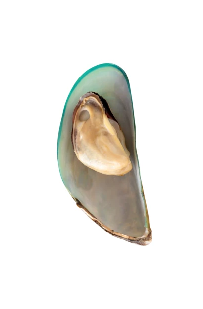 Fresh New Zealand green-lipped mussel isolated on white background