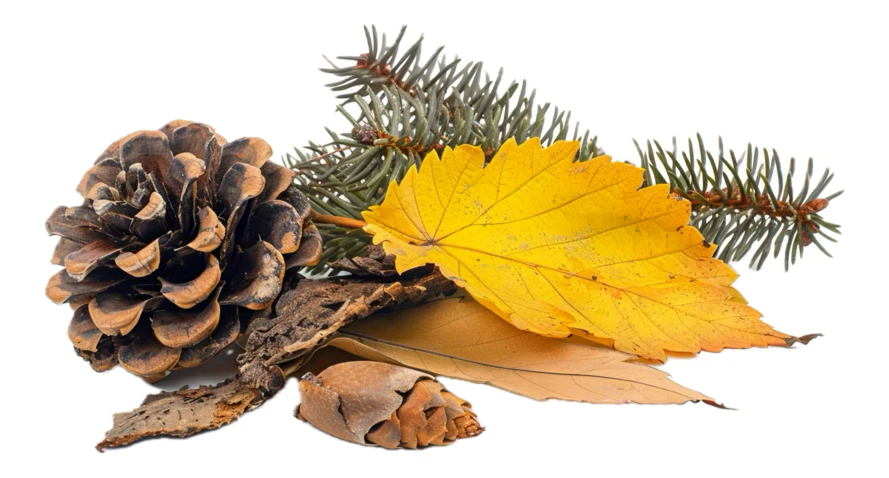 Pine cone and yellow autumn leaf isolated on white