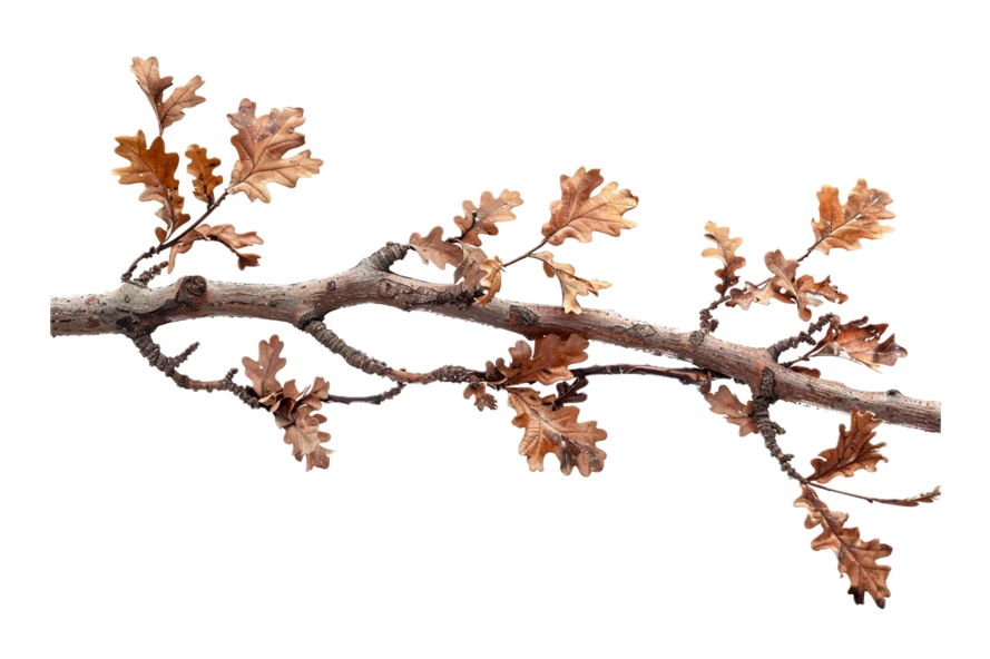 Oak tree branch with dried brown leaves on white background