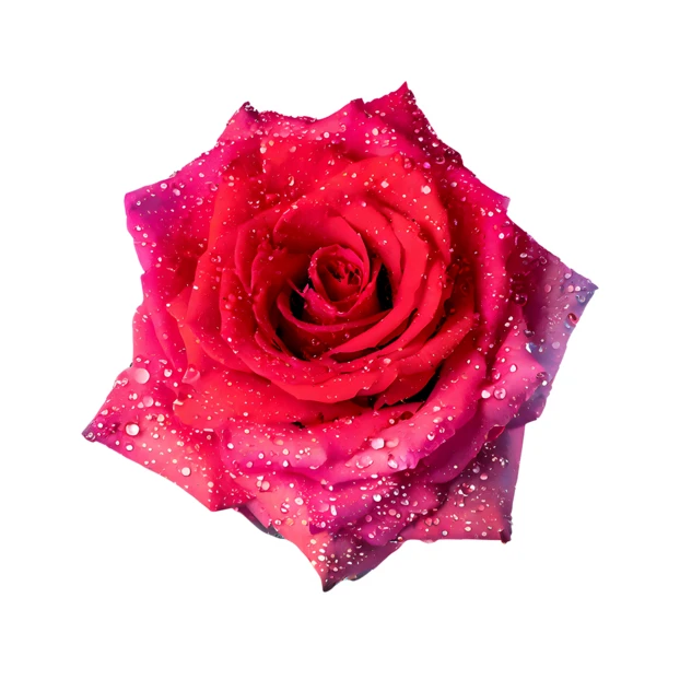 Red rose flower head with water droplets isolated on white